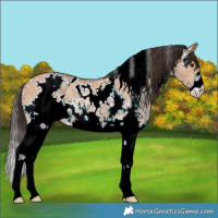 Horse Color:White Spotted Bay Dun Sabino 