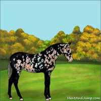 Horse Color:Bay Tobiano Appaloosa 