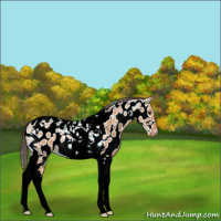 Horse Color:Bay Dun Tobiano Near Leopard
