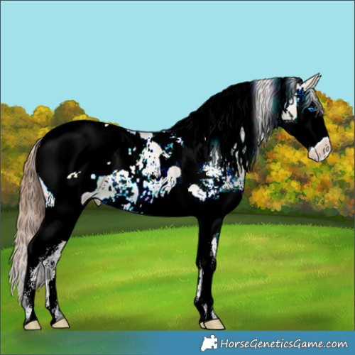Horse Color:Bay Dun Sabino Splash Tobiano Appaloosa 