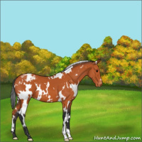 Horse Color:White Spotted Bay Appaloosa 