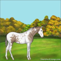 Horse Color:Classic Champagne Splash Tobiano 