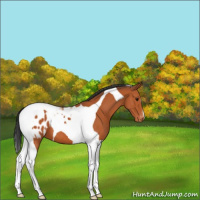 Horse Color:Bay Tobiano Blanket 