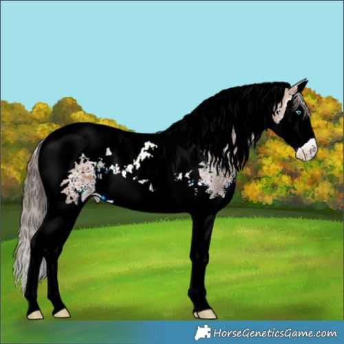 Horse Color:Bay Sabino Splash Tobiano Appaloosa 