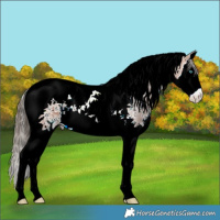 Horse Color:Bay Sabino Splash Tobiano Appaloosa 