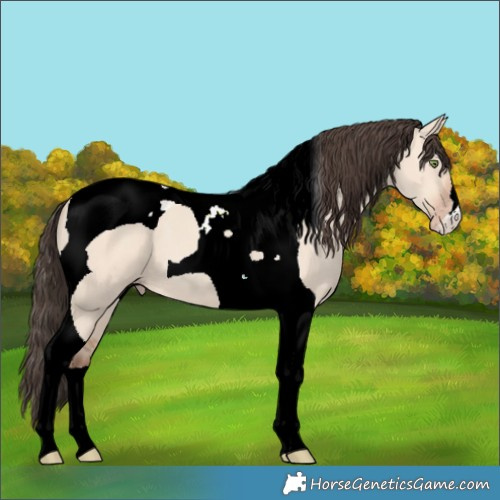 Horse Color:Amber Champagne Dun Tobiano 