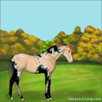 Horse Color:Amber Champagne Tobiano Varnish