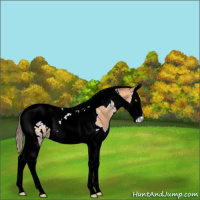 Horse Color:White Spotted Amber Champagne Splash Tobiano Appaloosa 