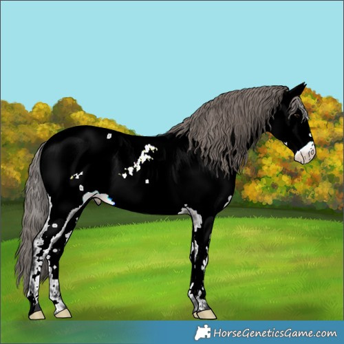 Horse Color:Grullo Appaloosa 