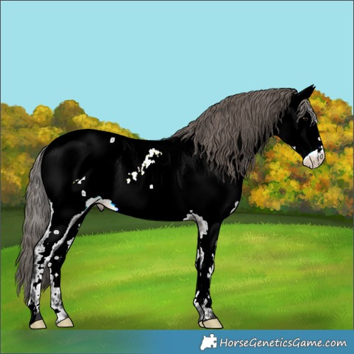 Horse Color:Grullo Appaloosa 