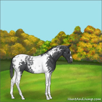 Horse Color:Black Tobiano 