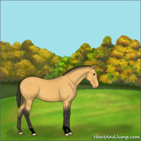 Horse Color:Buckskin 