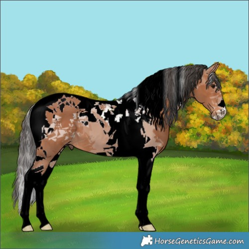 Horse Color:Bay Tobiano 