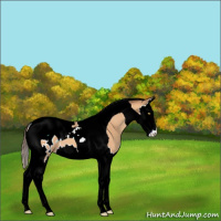 Horse Color:Amber Champagne Splash Tobiano Blanket 