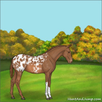 Horse Color:Chestnut Near Leopard 
