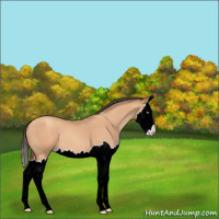 Horse Color:Amber Champagne Splash 