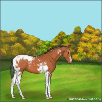 Horse Color:Bay Tobiano 