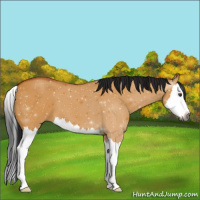 Horse Color:Gray Buckskin Dun Sabino Splash 