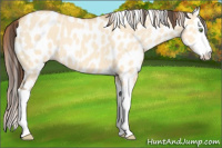 Horse Color:Amber Champagne Dun Splash Leopard 