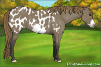 Horse Color:Smoky Grullo Frame Appaloosa 