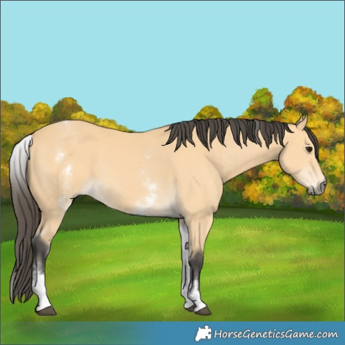 Horse Color:White Spotted Buckskin 