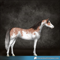 Horse Color:White Spotted Bay Sabino Rabicano 