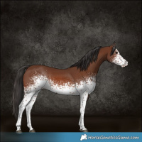 Horse Color:White Spotted Brown Rabicano