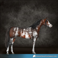 Horse Color:Bay Sabino Rabicano 