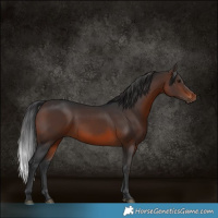 Horse Color:White Spotted Brown 