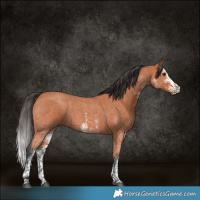 Horse Color:White Spotted Bay