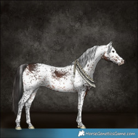 Horse Color:White Spotted Bay 