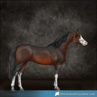 Horse Color:White Spotted Bay 