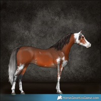 Horse Color:Bay Sabino 
