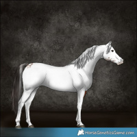 Horse Color:White Spotted Bay Rabicano