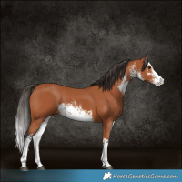 Horse Color:White Spotted Bay 