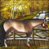 Horse Color:Bay Onyx Rabicano 