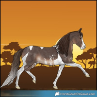 Horse Color:Liver Chestnut Sabino Splash Tobiano 