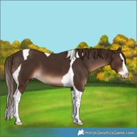 Horse Color:Liver Chestnut Sabino Splash Tobiano 