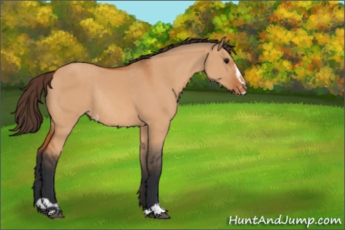 Horse Color:Bay Dun Sabino Appaloosa Rabicano