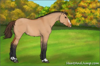 Horse Color:Bay Dun Sabino Appaloosa Rabicano 