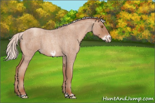 Horse Color:Silver Classic Champagne Roan Frame 