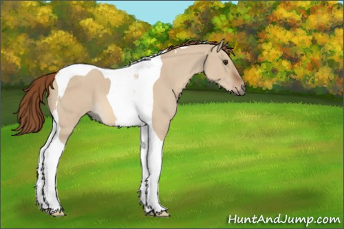 Horse Color:Red Dun Tobiano 