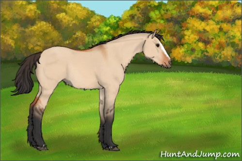Horse Color:Bay Dun Sabino Rabicano