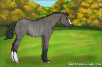 Horse Color:Grullo Rabicano 