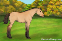 Horse Color:Buckskin Dun Rabicano 