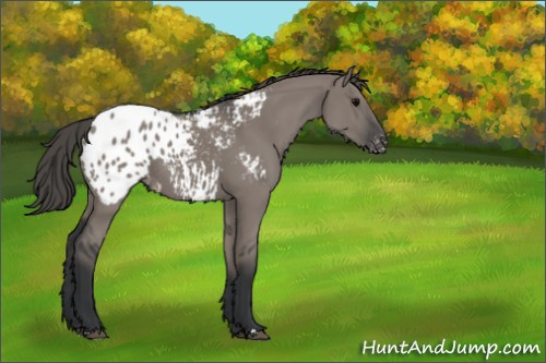 Horse Color:Grullo Appaloosa Rabicano 