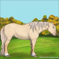 Horse Color:Gold Cream Champagne Dun 