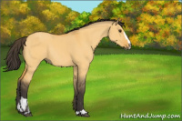 Horse Color:Buckskin Dun Sabino Rabicano 