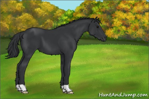 Horse Color:Black 