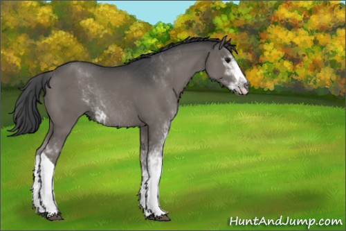 Horse Color:Grullo Sabino Rabicano 